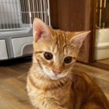 10月26日君津店に参加する富津ねこネットの保護猫21