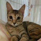 10月26日君津店に参加する富津ねこネットの保護猫22