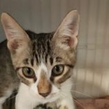 10月26日君津店に参加する富津ねこネットの保護猫23