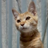 10月26日君津店に参加する富津ねこネットの保護猫24