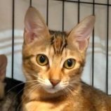 10月26日君津店に参加する富津ねこネットの保護猫25