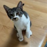 11月3日君津店に参加する猫レンジャーの保護猫01