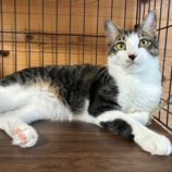 11月3日君津店に参加する猫レンジャーの保護猫02