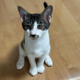 11月3日君津店に参加する猫レンジャーの保護猫05