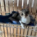 11月3日君津店に参加する猫レンジャーの保護猫08