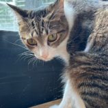 11月3日君津店に参加する猫レンジャーの保護猫10