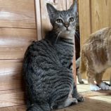 11月3日君津店に参加する猫レンジャーの保護猫11