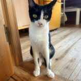 11月3日君津店に参加する猫レンジャーの保護猫12