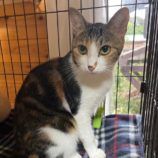 11月3日君津店に参加する猫レンジャーの保護猫13