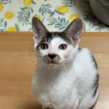 11月3日君津店に参加する猫レンジャーの保護猫14