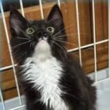 11月3日君津店に参加する猫レンジャーの保護猫16