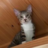 11月3日君津店に参加する猫レンジャーの保護猫17