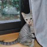 11月3日君津店に参加する猫レンジャーの保護猫19