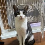 11月3日君津店に参加する猫レンジャーの保護猫20