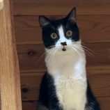 11月3日君津店に参加する猫レンジャーの保護猫21