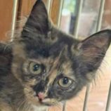 11月3日君津店に参加する猫レンジャーの保護猫22