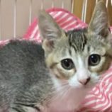 11月3日君津店に参加する猫レンジャーの保護猫23