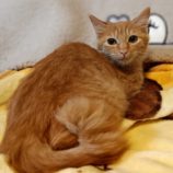 10月13日古河店に参加するにゃんこの大冒険の保護猫03