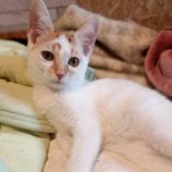 10月13日古河店に参加するにゃんこの大冒険の保護猫06