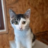 10月13日古河店に参加するにゃんこの大冒険の保護猫07