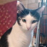 10月13日古河店に参加するにゃんこの大冒険の保護猫08