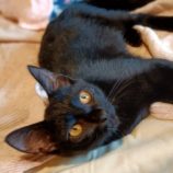 10月13日古河店に参加するにゃんこの大冒険の保護猫09