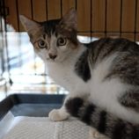 10月13日古河店に参加するにゃんこの大冒険の保護猫10