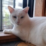 10月13日古河店に参加するにゃんこの大冒険の保護猫11