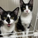 10月13日古河店に参加するにゃんこの大冒険の保護猫12