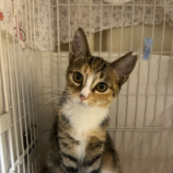 10月13日瑞穂店に参加するまたたび家の保護猫03