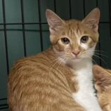 10月13日瑞穂店に参加するまたたび家の保護猫04