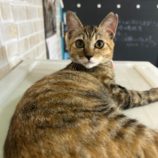 10月13日瑞穂店に参加するまたたび家の保護猫05