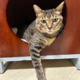 10月13日瑞穂店に参加するまたたび家の保護猫06