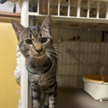 10月13日瑞穂店に参加するまたたび家の保護猫08