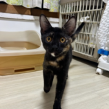 10月13日瑞穂店に参加するまたたび家の保護猫09