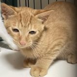 10月13日瑞穂店に参加するまたたび家の保護猫10