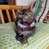 10月13日瑞穂店に参加するまたたび家の保護猫11