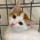 10月13日新田店に参加する猫のへやの保護猫03