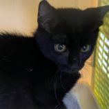 10月13日新田店に参加する猫のへやの保護猫04