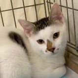 10月13日新田店に参加する猫のへやの保護猫08