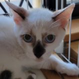 10月13日新田店に参加する猫のへやの保護猫09