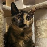 10月20日新田店に参加する猫びよりの保護猫01