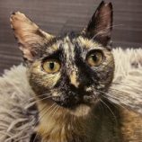 10月20日新田店に参加する猫びよりの保護猫20