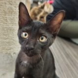 10月20日新田店に参加する猫びよりの保護猫03