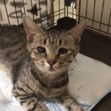 10月20日新田店に参加する猫びよりの保護猫04