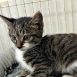 10月20日新田店に参加する猫びよりの保護猫05