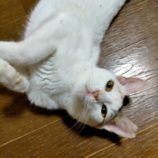 10月20日新田店に参加する猫びよりの保護猫06