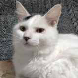 10月20日新田店に参加する猫びよりの保護猫07