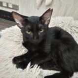 10月20日新田店に参加する猫びよりの保護猫09