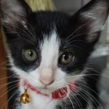 10月20日新田店に参加する猫びよりの保護猫13